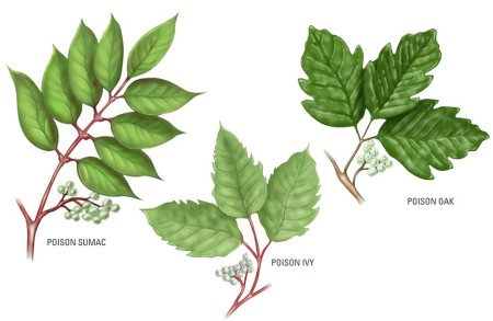 Beware of Poison Ivy and Poison Oak - illustration of the leaves of poison ivy, oak, and sumac
