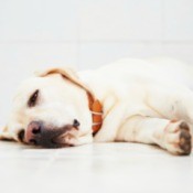 Sick yellow lab isolated on white
