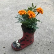 A child's rubber boot with marigolds planted inside.