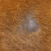 Dog's Yeast Infection